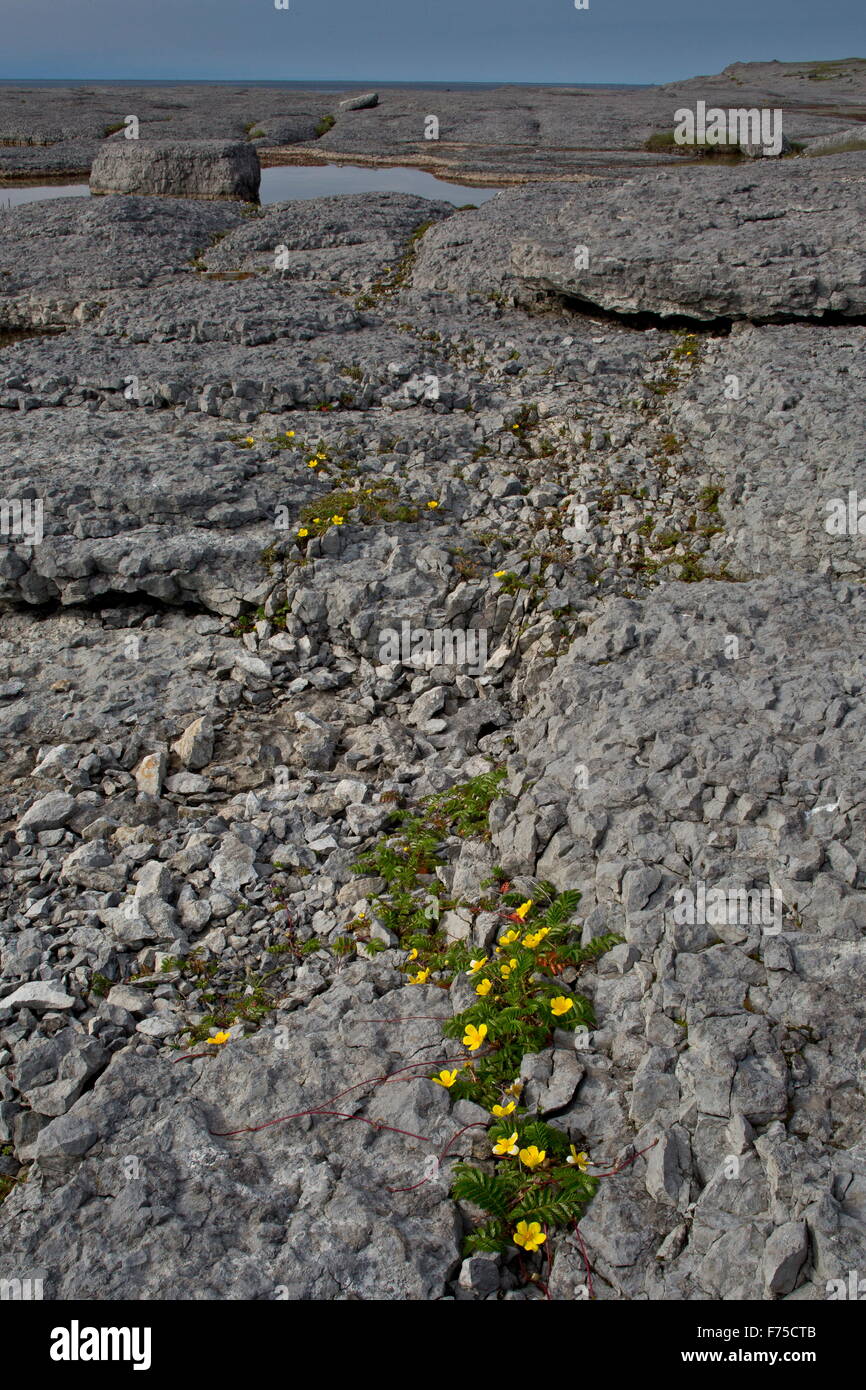 Silverweed sur la Limestone Coast à Point Riche, Port au Choix, NW de Terre-Neuve. Banque D'Images