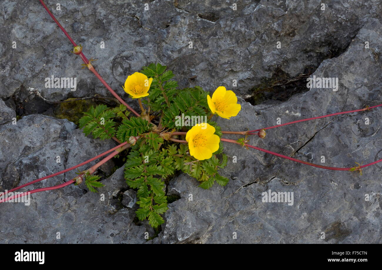 Silverweed sur la Limestone Coast à Point Riche, Port au Choix, NW de Terre-Neuve. Banque D'Images