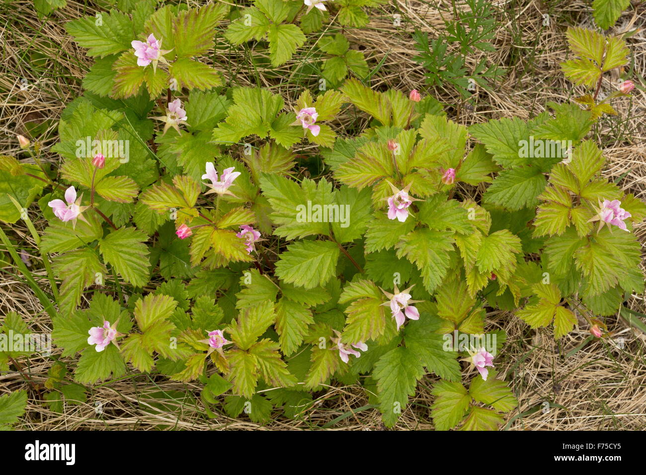 Red Dwarf, Blackberry Rubus pubescens en fleur, le calcaire de la toundra. Banque D'Images