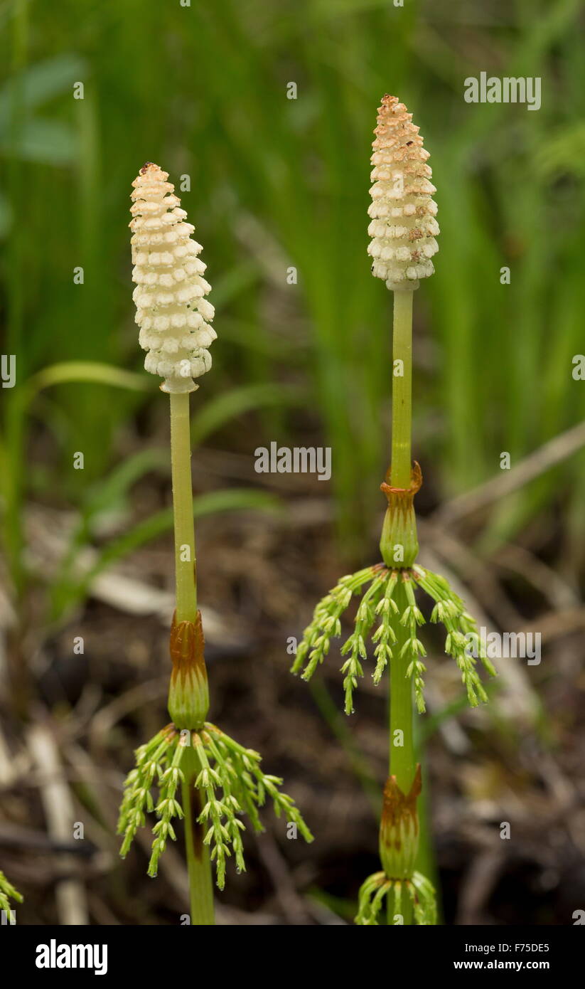 La prêle des bois Equisetum sylvaticum,, avec des frondes fertiles. Banque D'Images