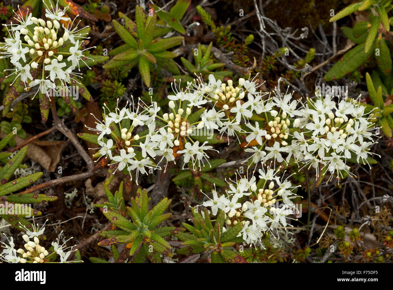 Le thé du Labrador, en fleurs en boggy, Terre-Neuve. Banque D'Images