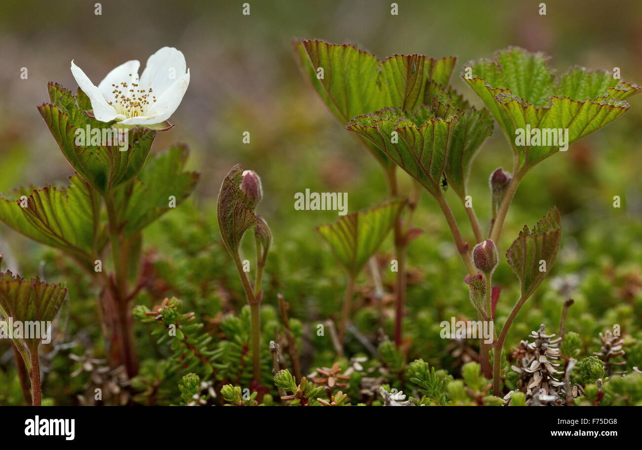 Plaquebière, Rubus chamaemorus en fleur sur la surface de la tourbière. Banque D'Images