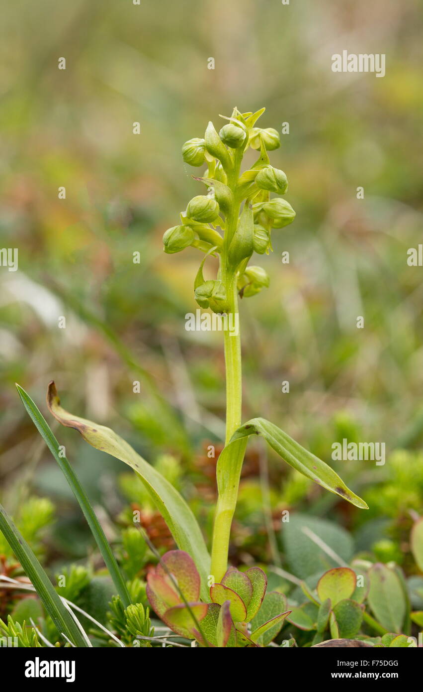 Frog Orchid, Dactylorhiza viridis, en fleurs. Banque D'Images