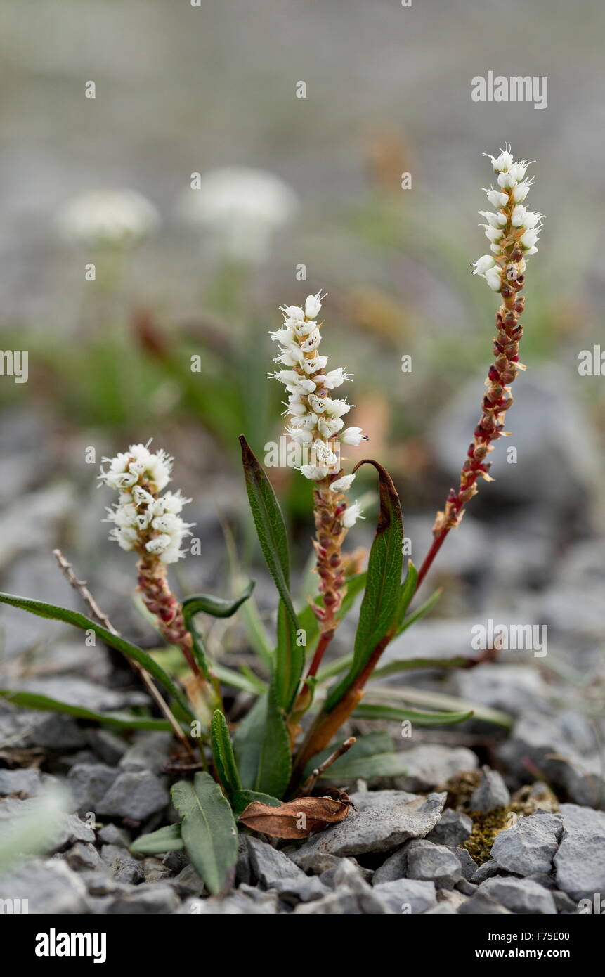 La bistorte alpine, en fleurs avec bulbilles, sur calcaire aride, Terre-Neuve. Banque D'Images
