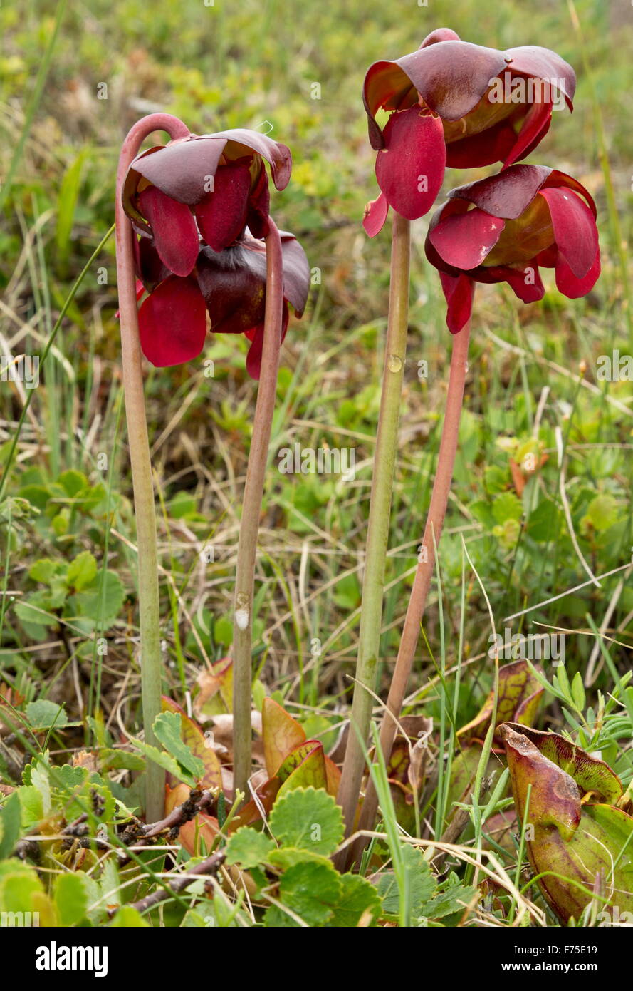 Sarracénie pourpre, Sarracenia purpurea en fleur dans un marais, à Terre-Neuve. Banque D'Images