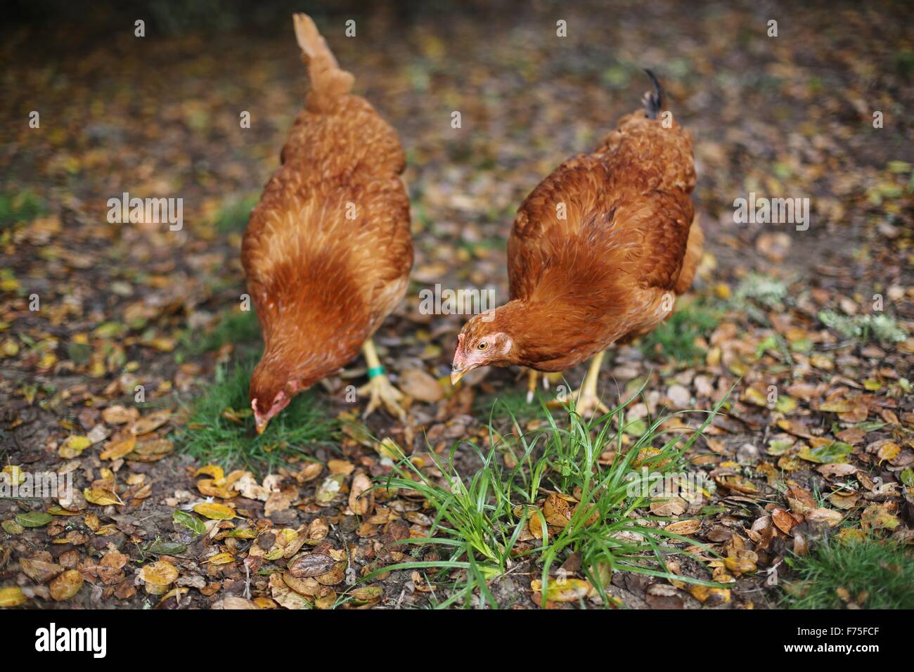 Deux poulets becquetant le sol rouge. Banque D'Images