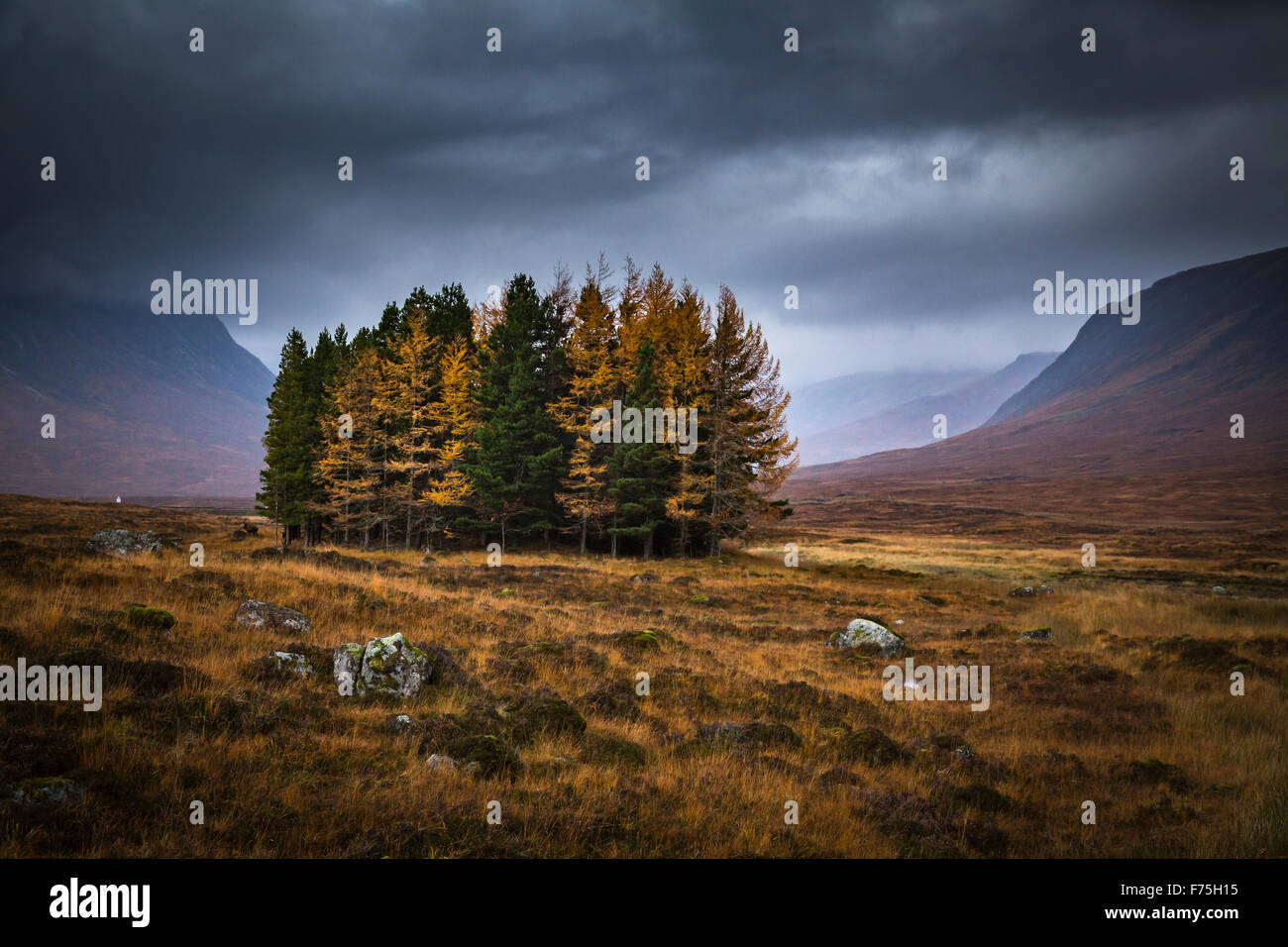 Groupe de pins dans couleurs d'automne au début de Glencoe sombre sous des nuages de pluie, de l'Écosse Banque D'Images Groupe de pins dans couleurs d'automne au début de Glencoe sombre sous des nuages de pluie, de l'Écosse Banque D'Images