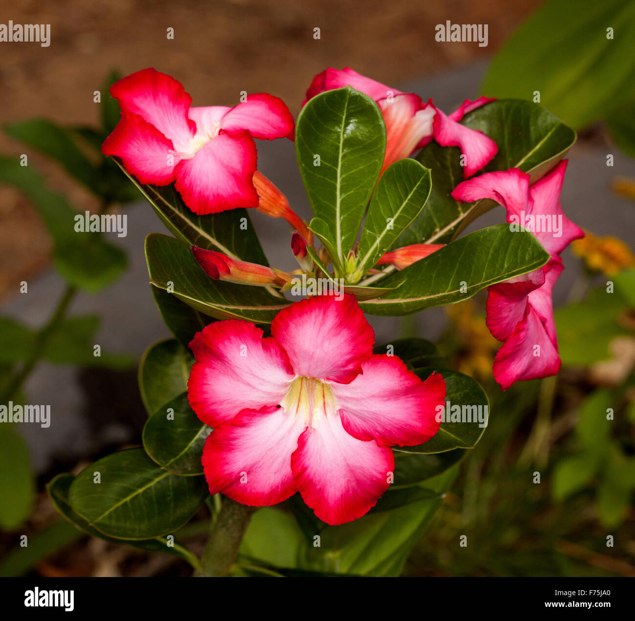 Rouge/rose foncé à gorge blanche, feuilles vert foncé et de bourgeons d'Adenium obesum "Jolie Rose', rose du désert africain Banque D'Images