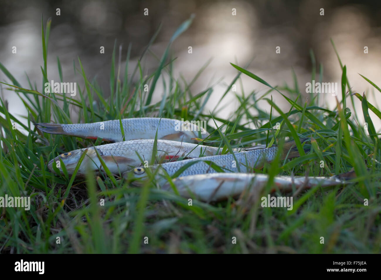 Pris dans l'ide dans la rivière sammer Banque D'Images