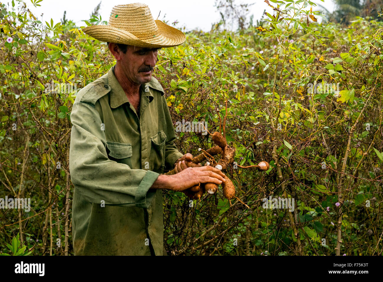 Un fermier moissonne le manioc, le manioc (Manihot esculenta), Viñales, Cuba, Pinar del Río, Cuba Street Scene Banque D'Images