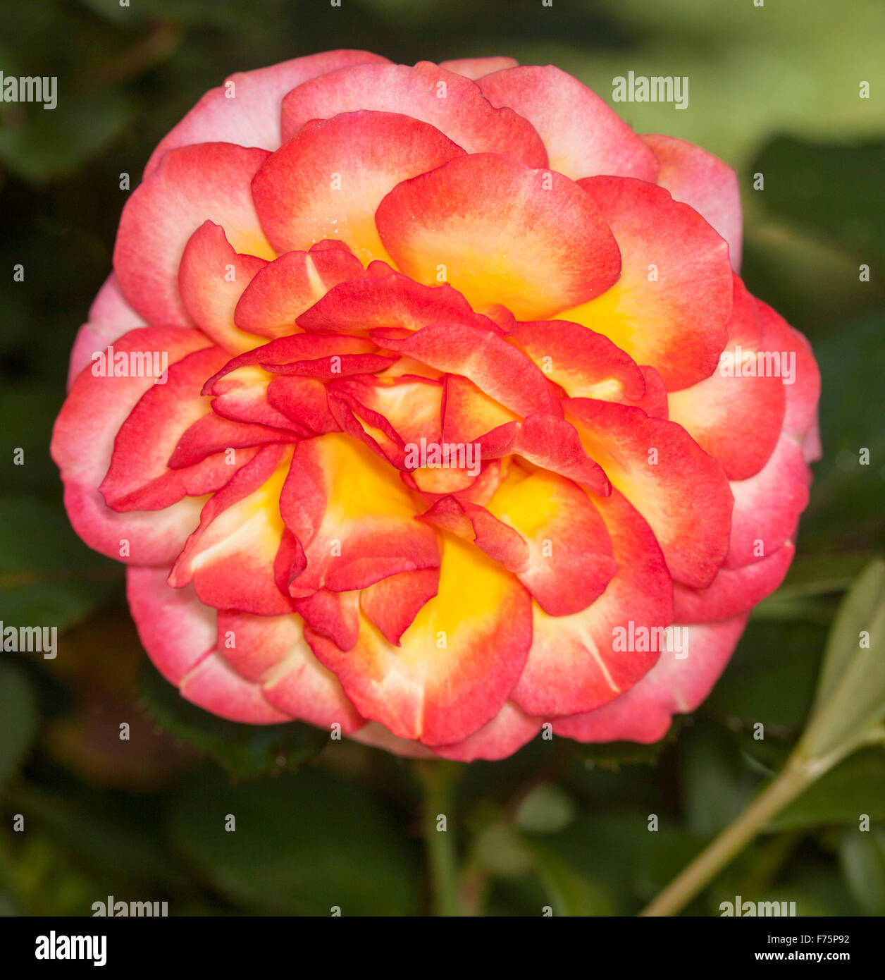 Close-up du spectaculaire complexe éclatant et rouge et jaune fleur double rose Parade de contre fond vert sombre Banque D'Images