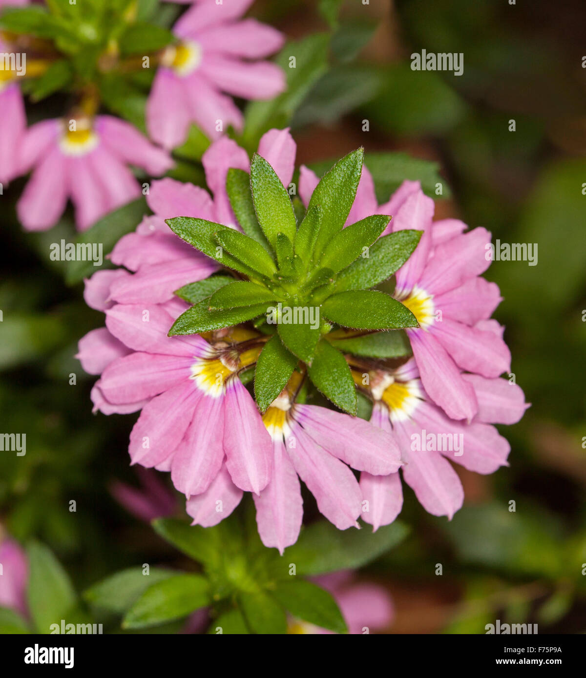 Grappe de superbes fleurs roses & feuilles vert émeraude du Scaevola aemula 'Pink Charm', plante indigène australienne, sur fond sombre Banque D'Images