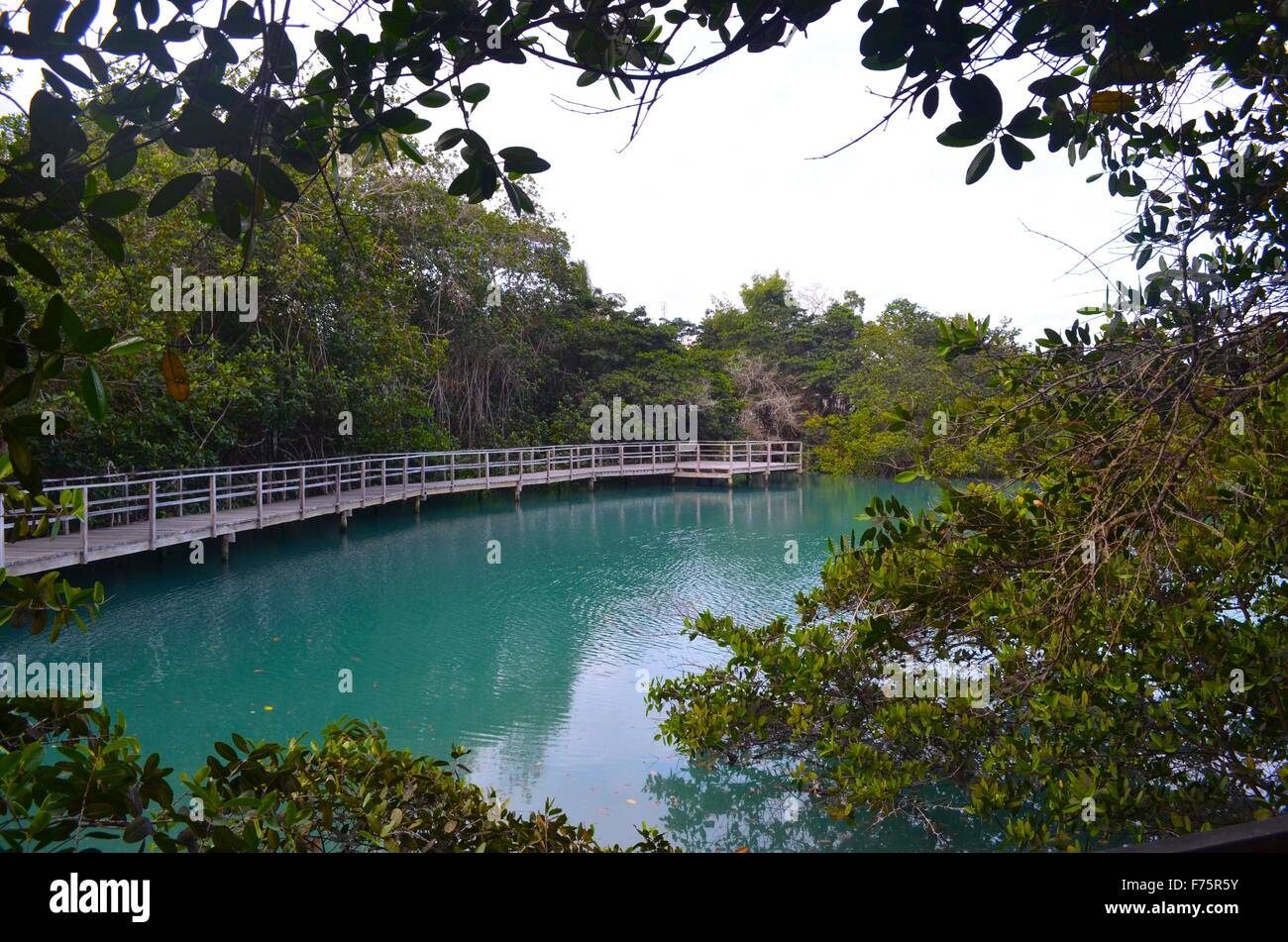 Laguna de las Ninfas, un lagon d'eau salée dans la ville de Puerto Ayora, sur l'île de Santa Cruz dans les îles Galapagos. Banque D'Images