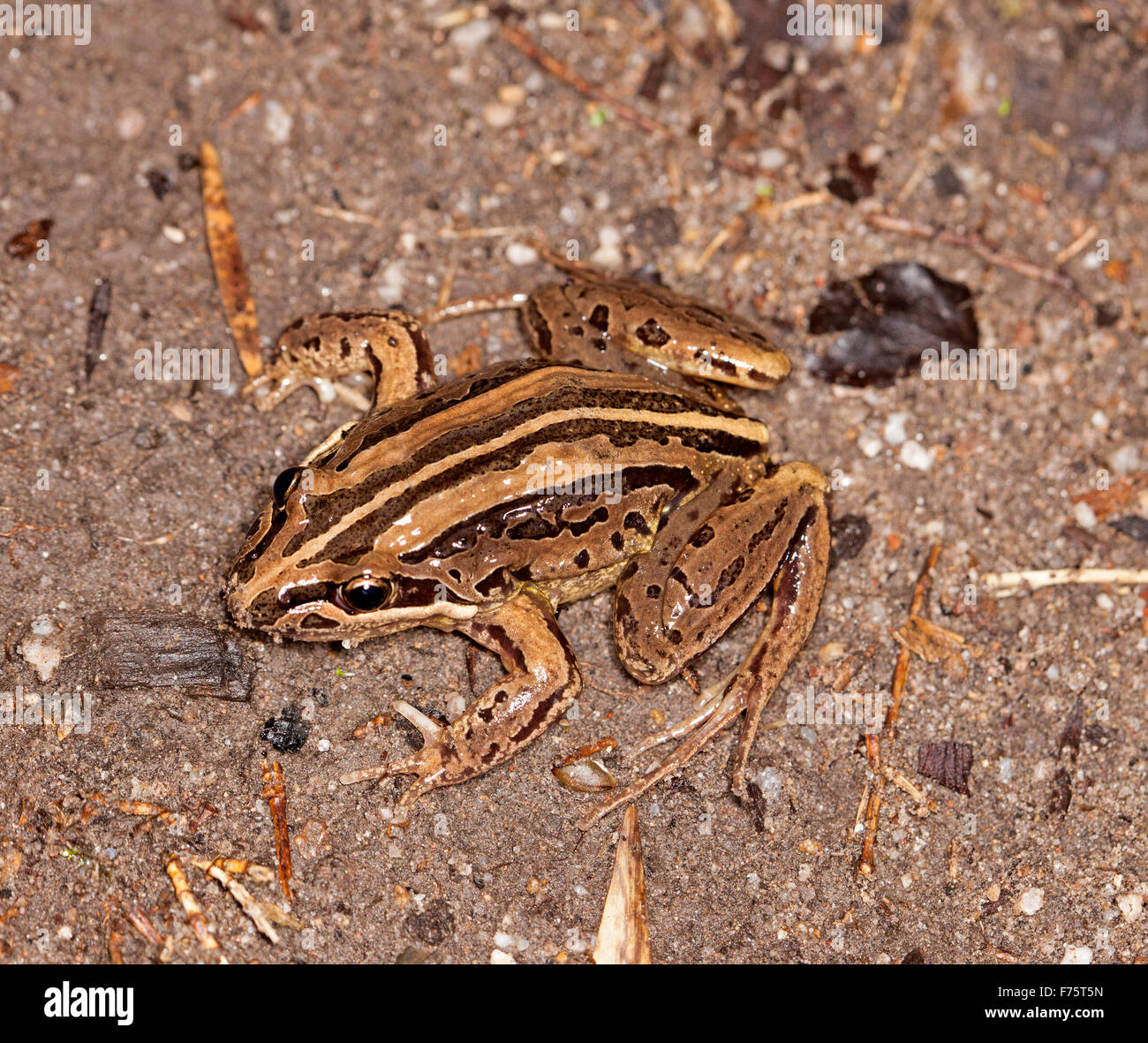 Grenouille des marais à rayures marron australienne, Limnodynastes peronii, avec les yeux et de grands pieds visible sur sol près d'étang de jardin Banque D'Images