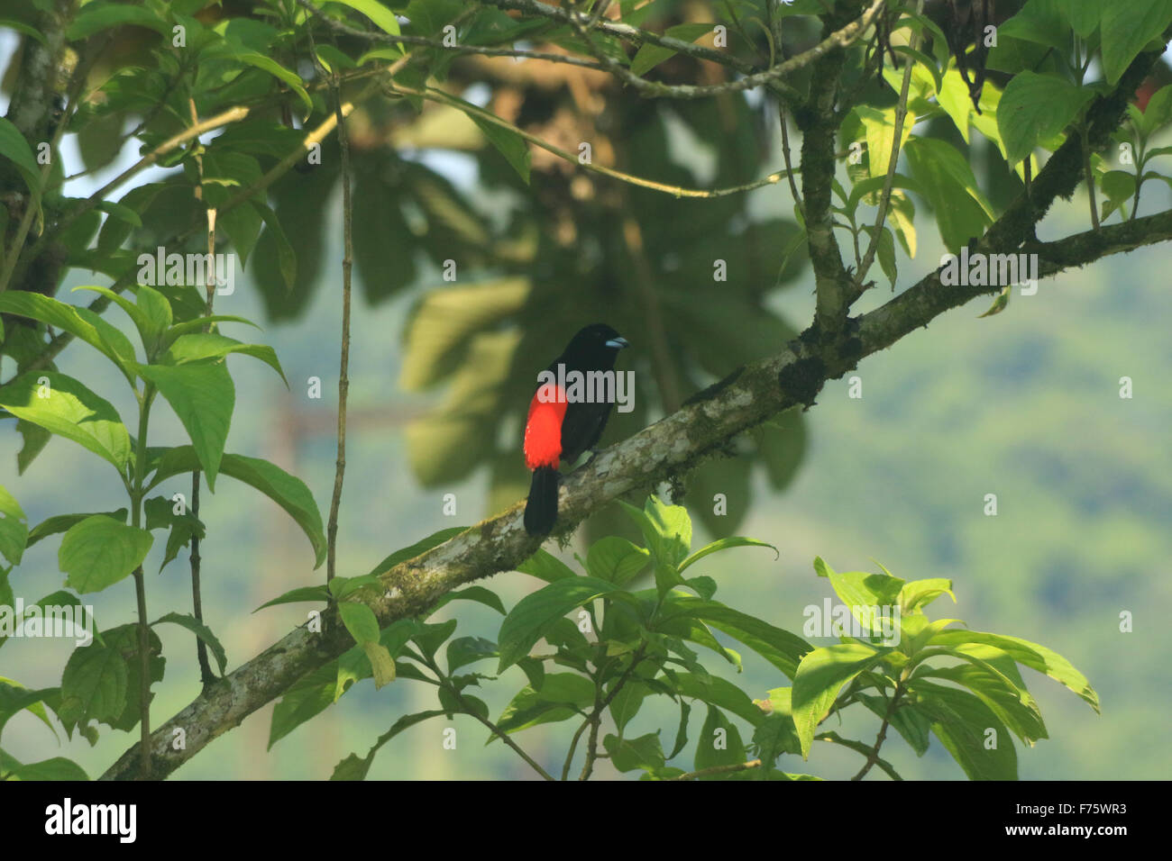 Tangara Cerises, également connu sous le nom de Ramphocelus costaricensis, un oiseau noir avec un dos rouge vif vu dans Arenal, Costa Rica Banque D'Images Tangara Cerises, également connu sous le nom de Ramphocelus costaricensis, un oiseau noir avec un dos rouge vif vu dans Arenal, Costa Rica Banque D'Images