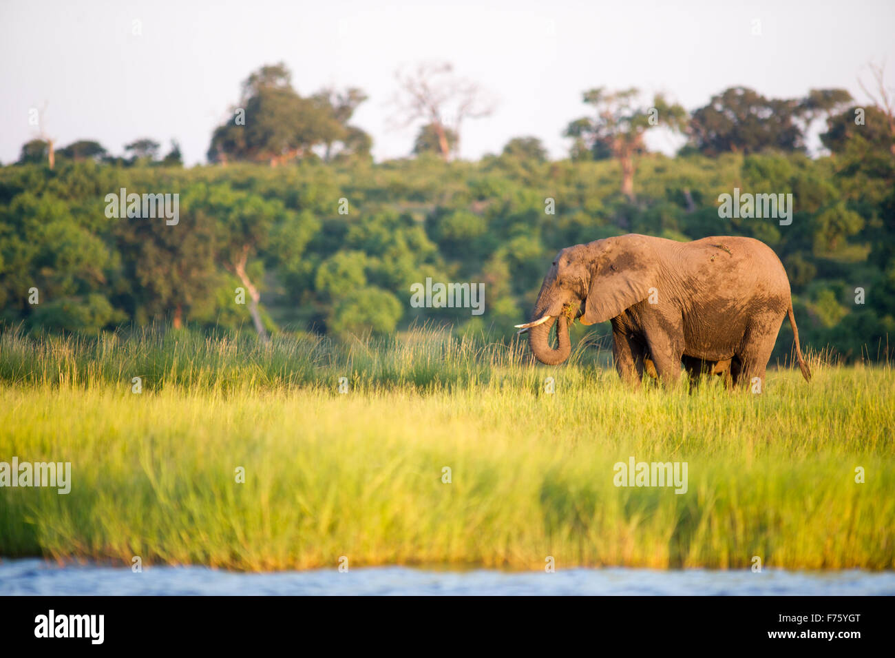Kasane, Botswana - Chobe National Park l'éléphant (Loxodonta) Banque D'Images