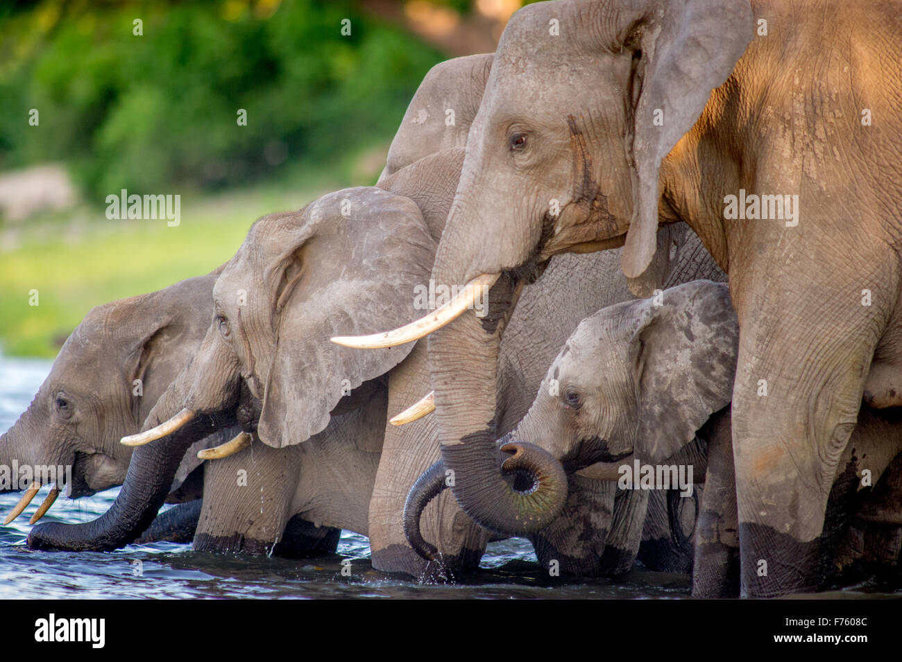 Kasane, Botswana - Chobe National Park l'éléphant (Loxodonta) Banque D'Images