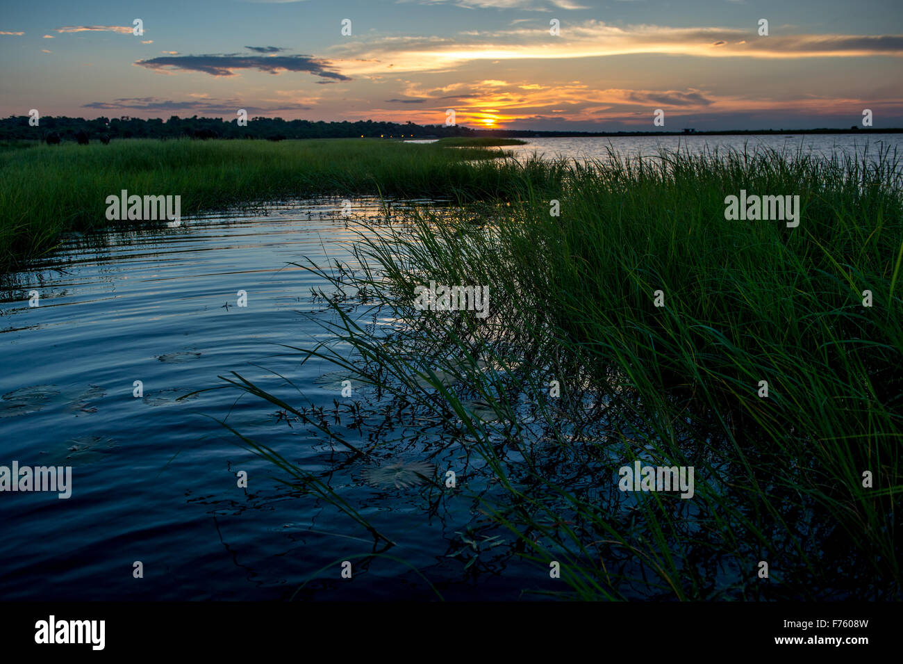 Kasane, Botswana - Parc National de Chobe Chobe River avec l'éléphant (Loxodonta) Banque D'Images