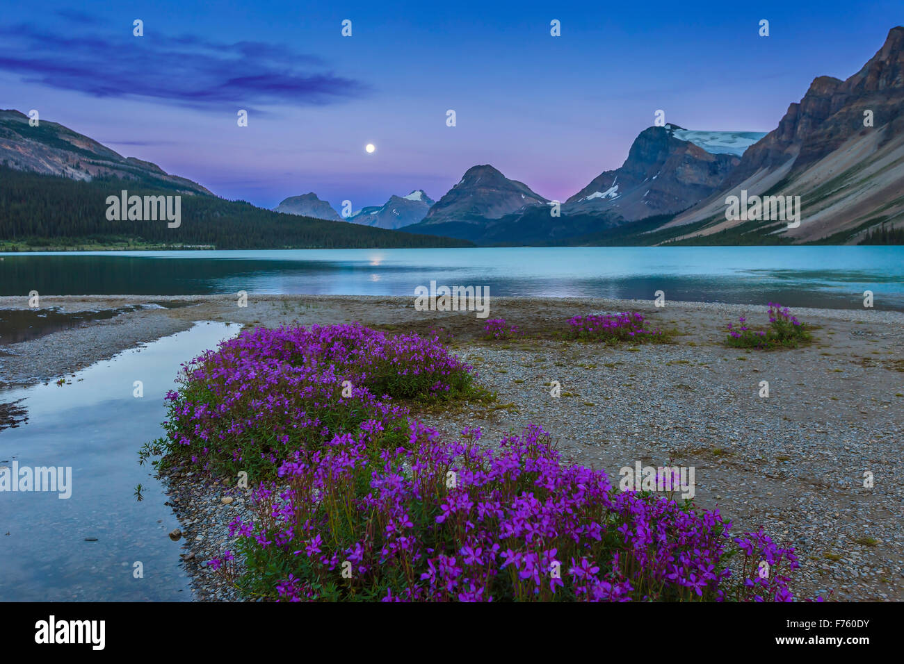 La presque pleine lune (0e jour avant la hausse) complète à la fin du lac Bow, à fleurs violettes (Saxifrage à feuilles opposées ?) dans le foregro Banque D'Images