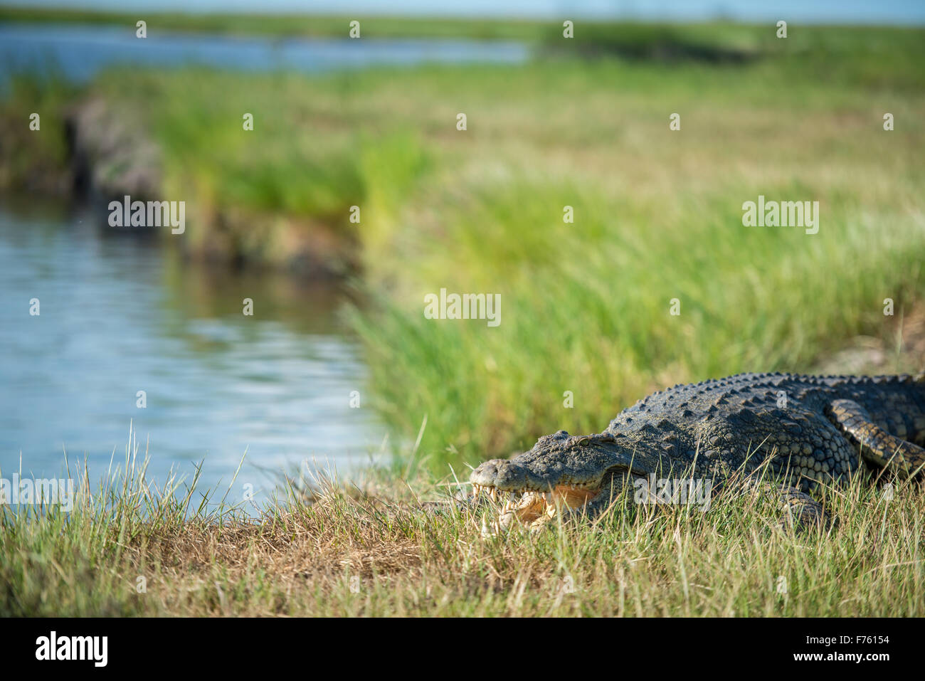 Kasane, Botswana - Chobe National Park Crocodile (Crocodylinae) Banque D'Images