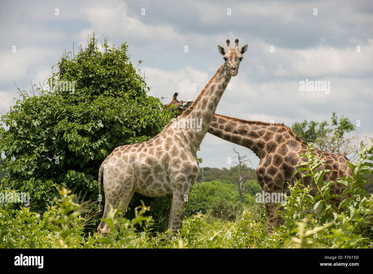 Kasane, Botswana - Parc National de Chobe Girafe (Giraffa camelopardalis) Banque D'Images