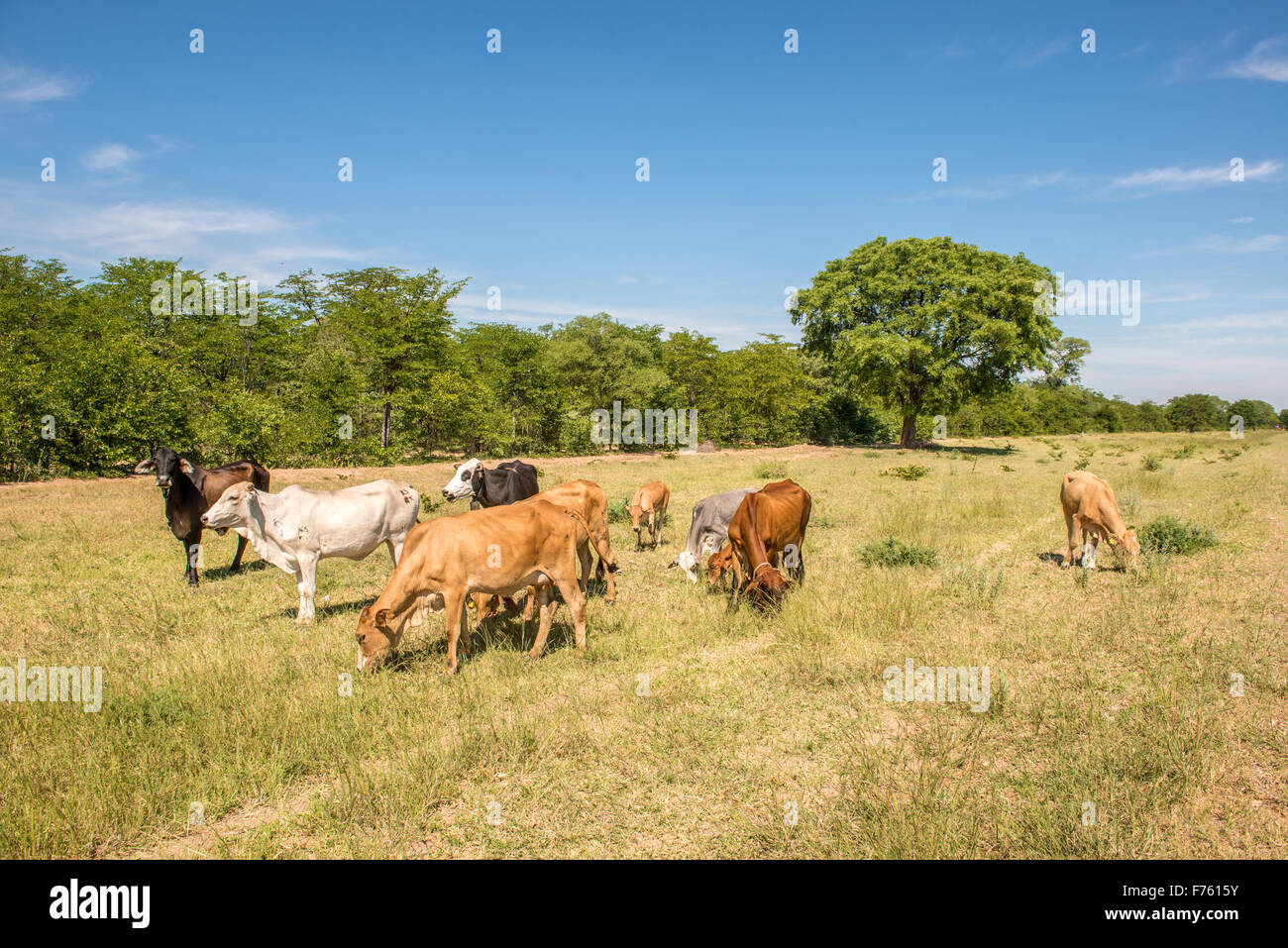 Francistown , Botswana - gamme de bovins en route Banque D'Images