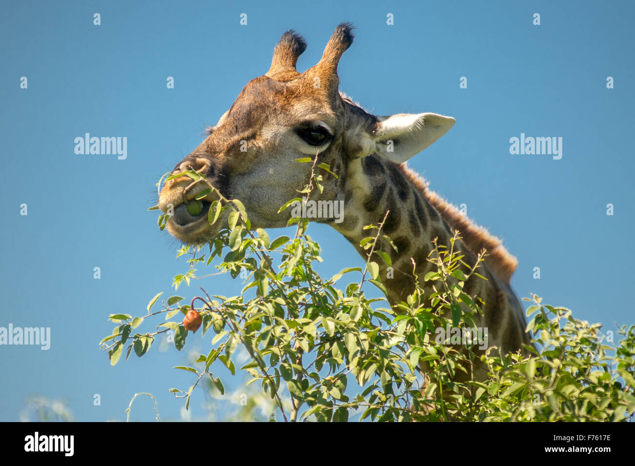 - Botswanna, Kasane, Chobe National Park Banque D'Images