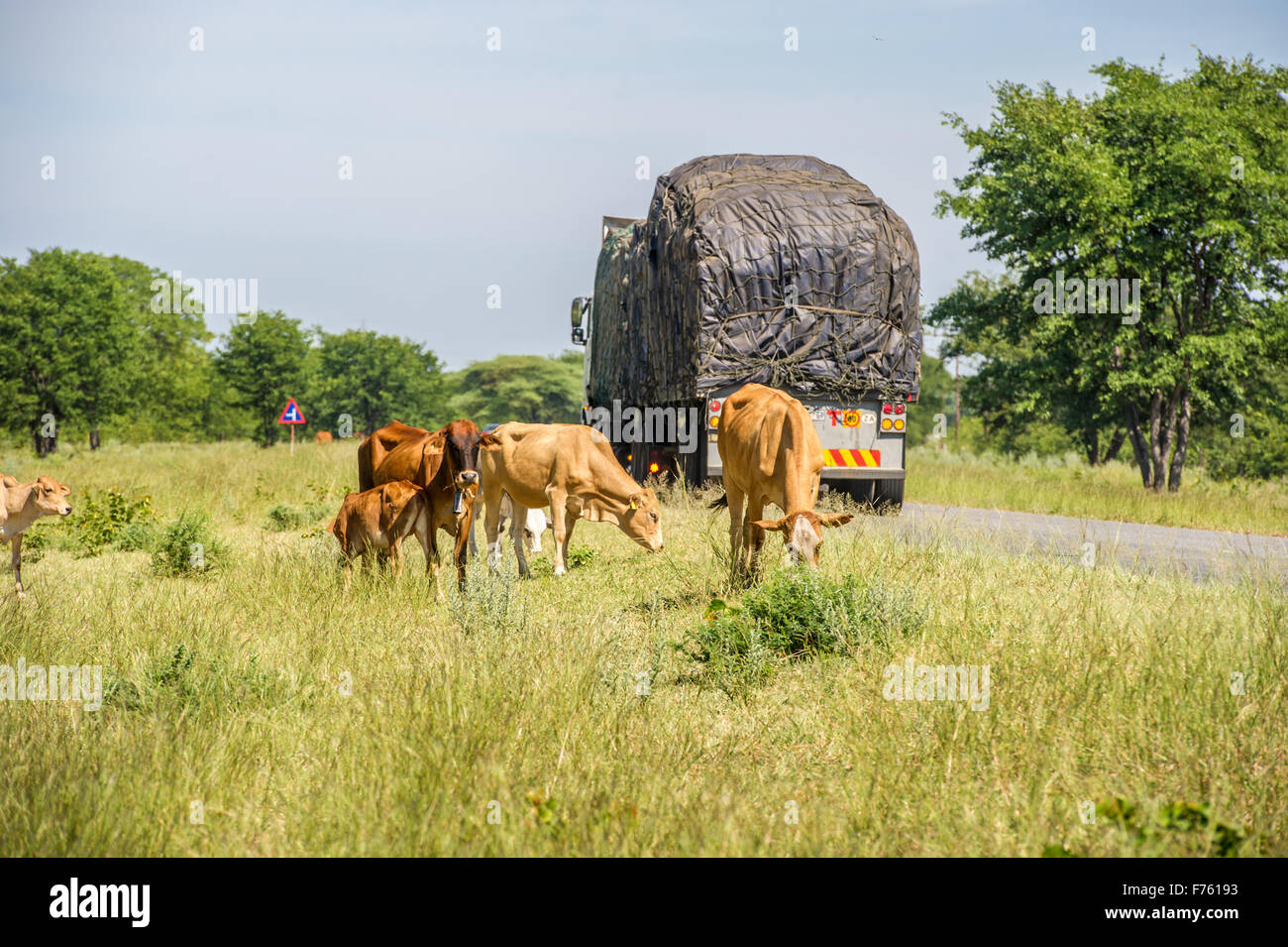 Francistown , Botswana - gamme de bovins en route Banque D'Images