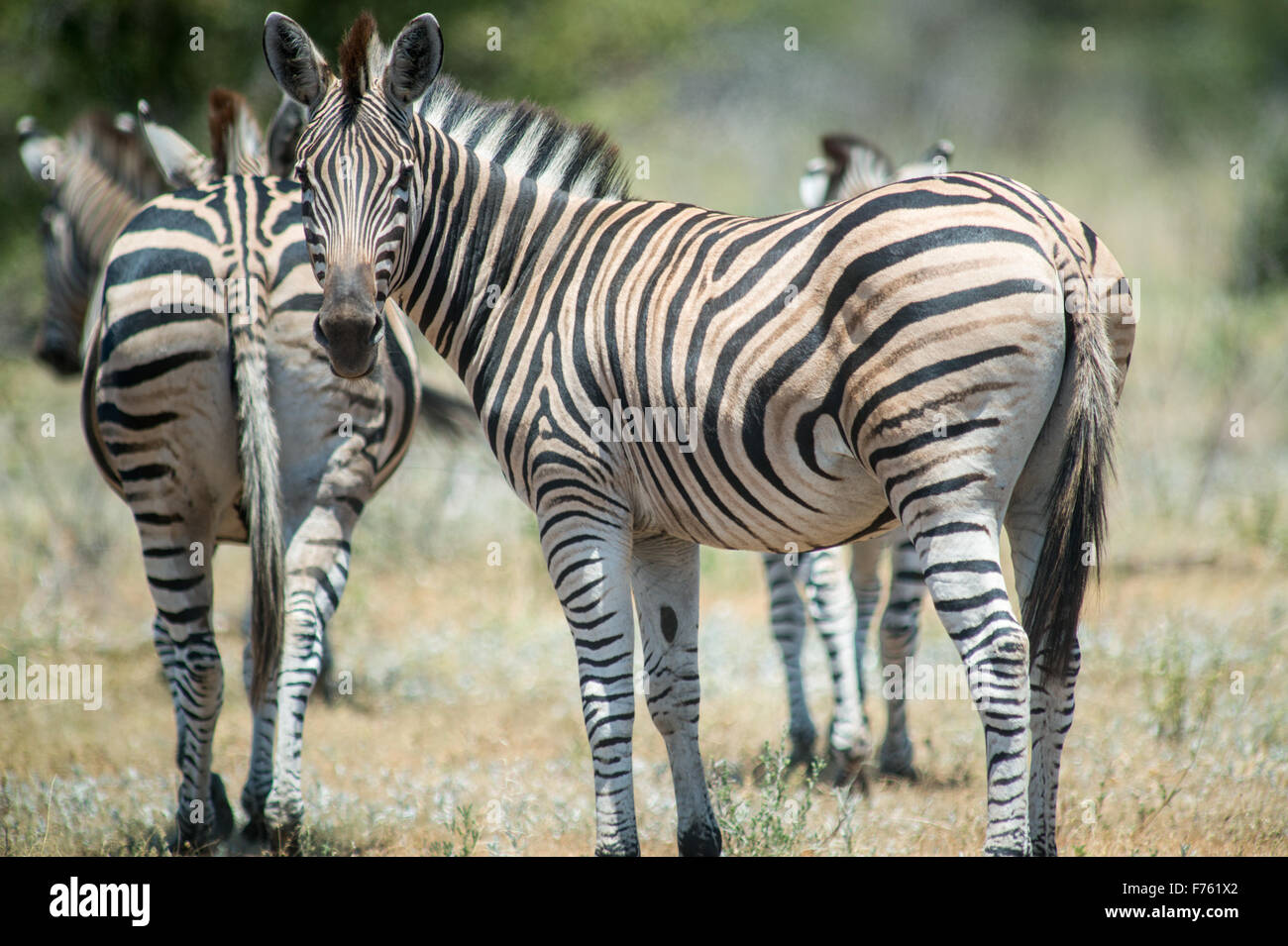 Afrique du Sud - Parc National Kruger Zebra (Equus burchellii) Banque D'Images