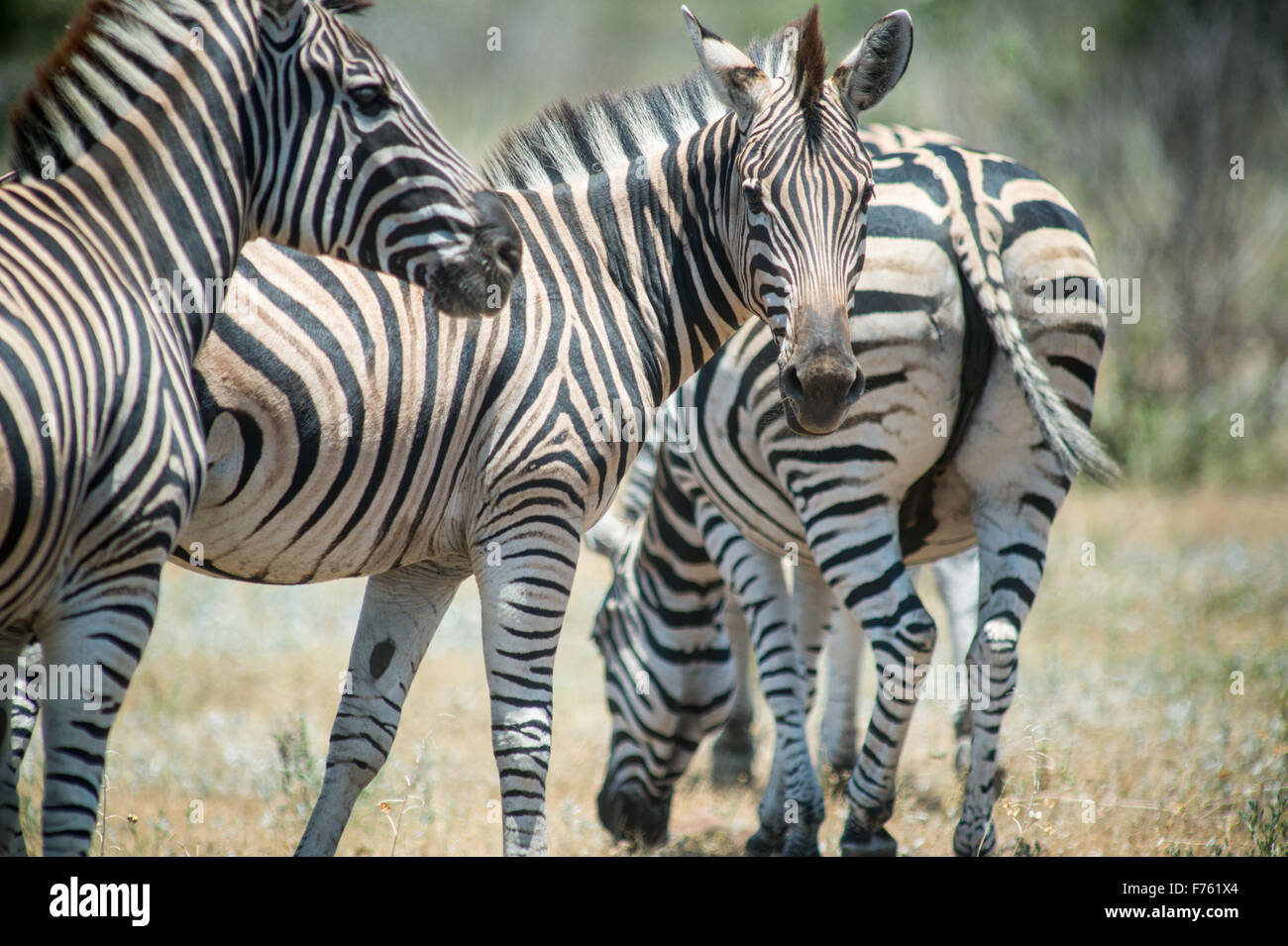 Afrique du Sud - Parc National Kruger Zebra (Equus burchellii) Banque D'Images