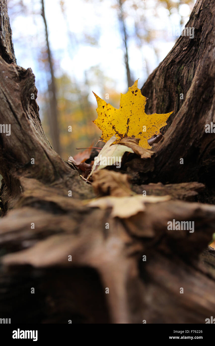 Feuille d'érable - Jaune saison automne Banque D'Images
