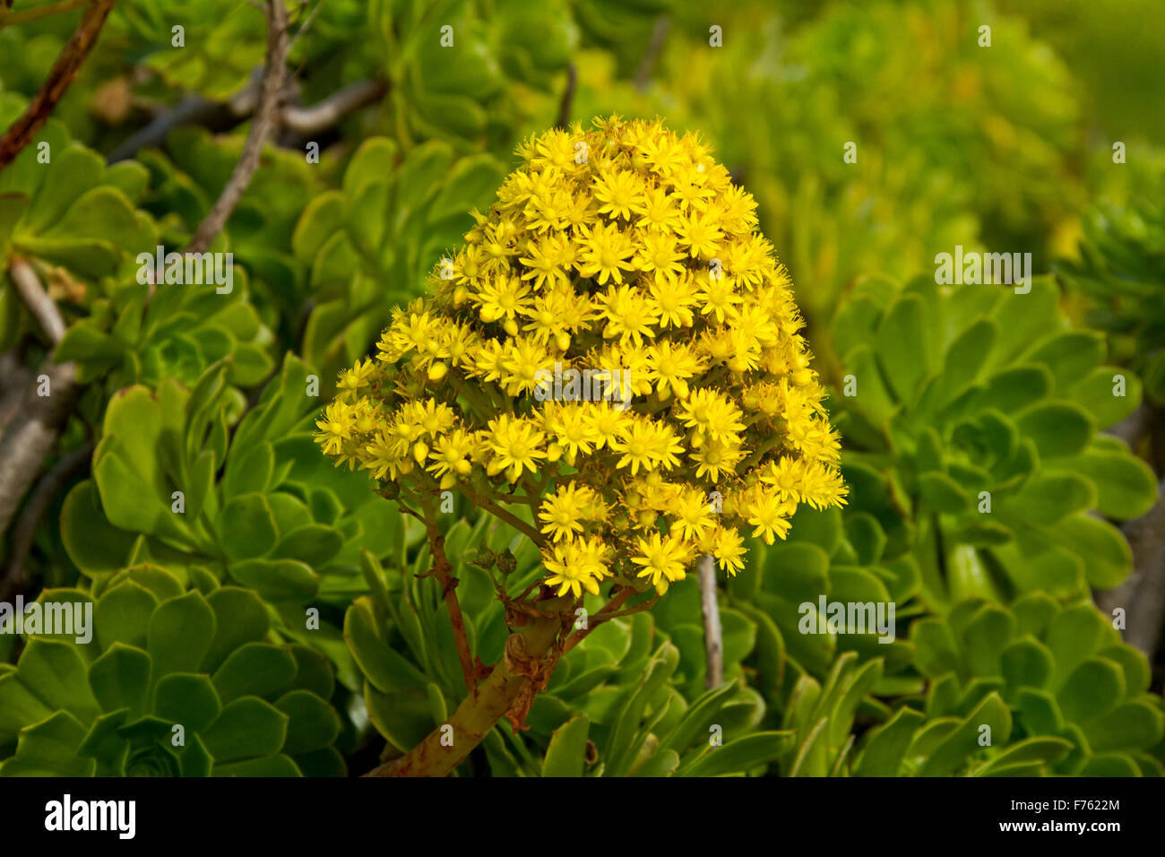Grandes fleurs jaune vif conique & feuilles de succulentes Aeonium arboreum, arbre houseleek, une mauvaise herbe envahissante en Australie Banque D'Images