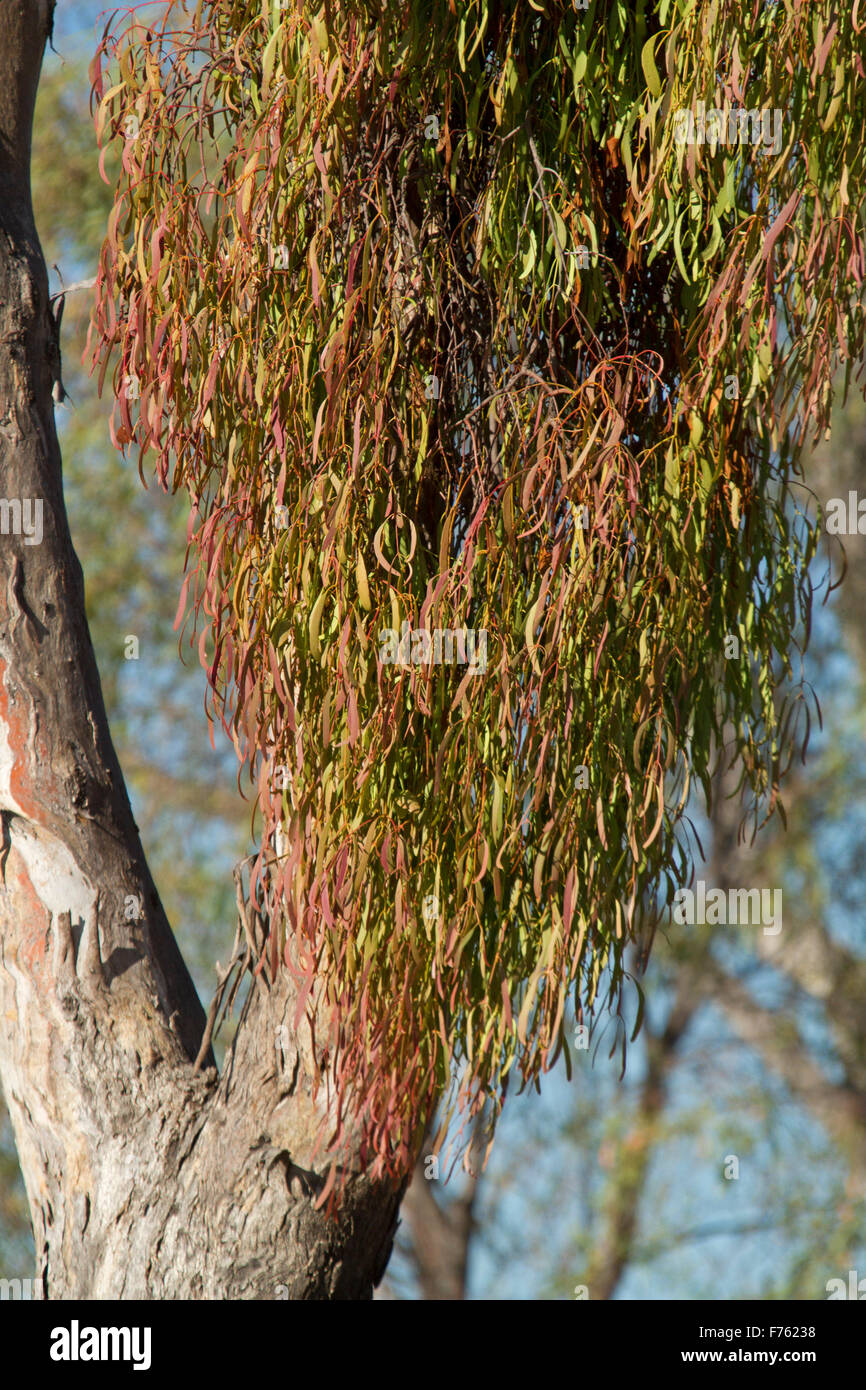 Close-up de feuillage de fort gui, Amyema miquelii, croissant sur les branche de l'arbre d'eucalyptus dans l'outback Queensland Australie Banque D'Images