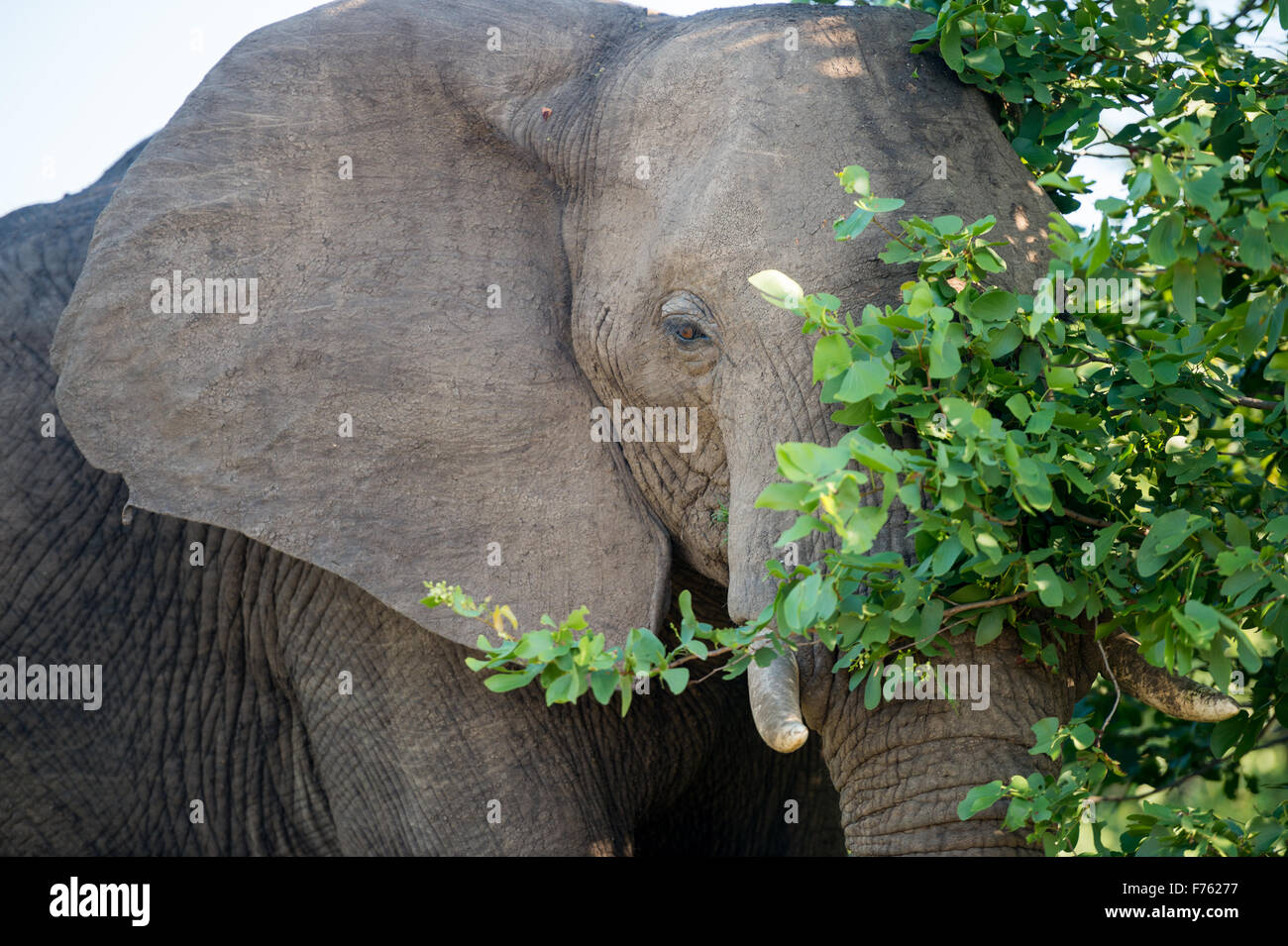 Afrique du Sud - Parc National Kruger African Elephant (Loxodonta) Banque D'Images