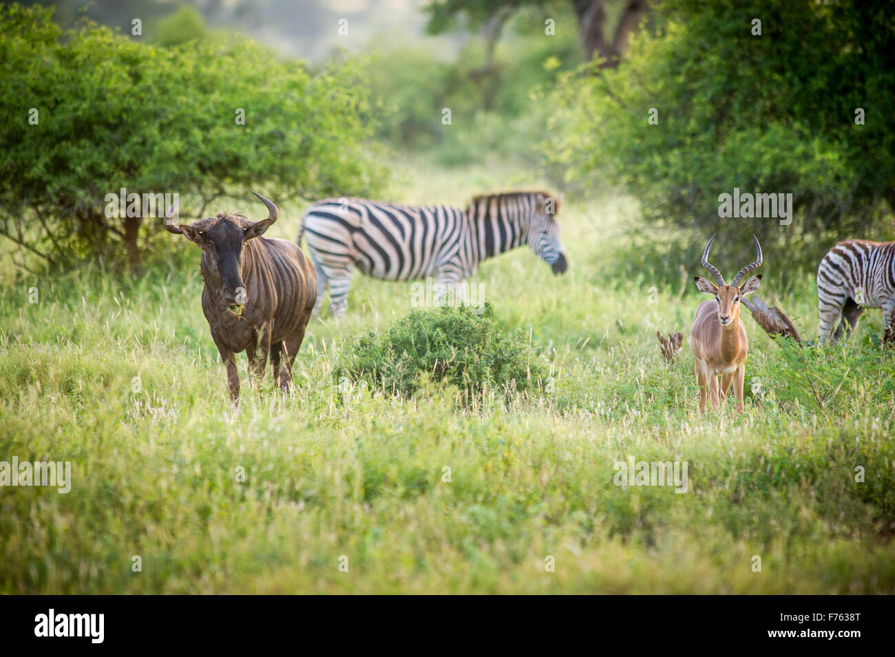 Afrique du Sud - Parc National Kruger Zebra Impala Wildabeast Banque D'Images