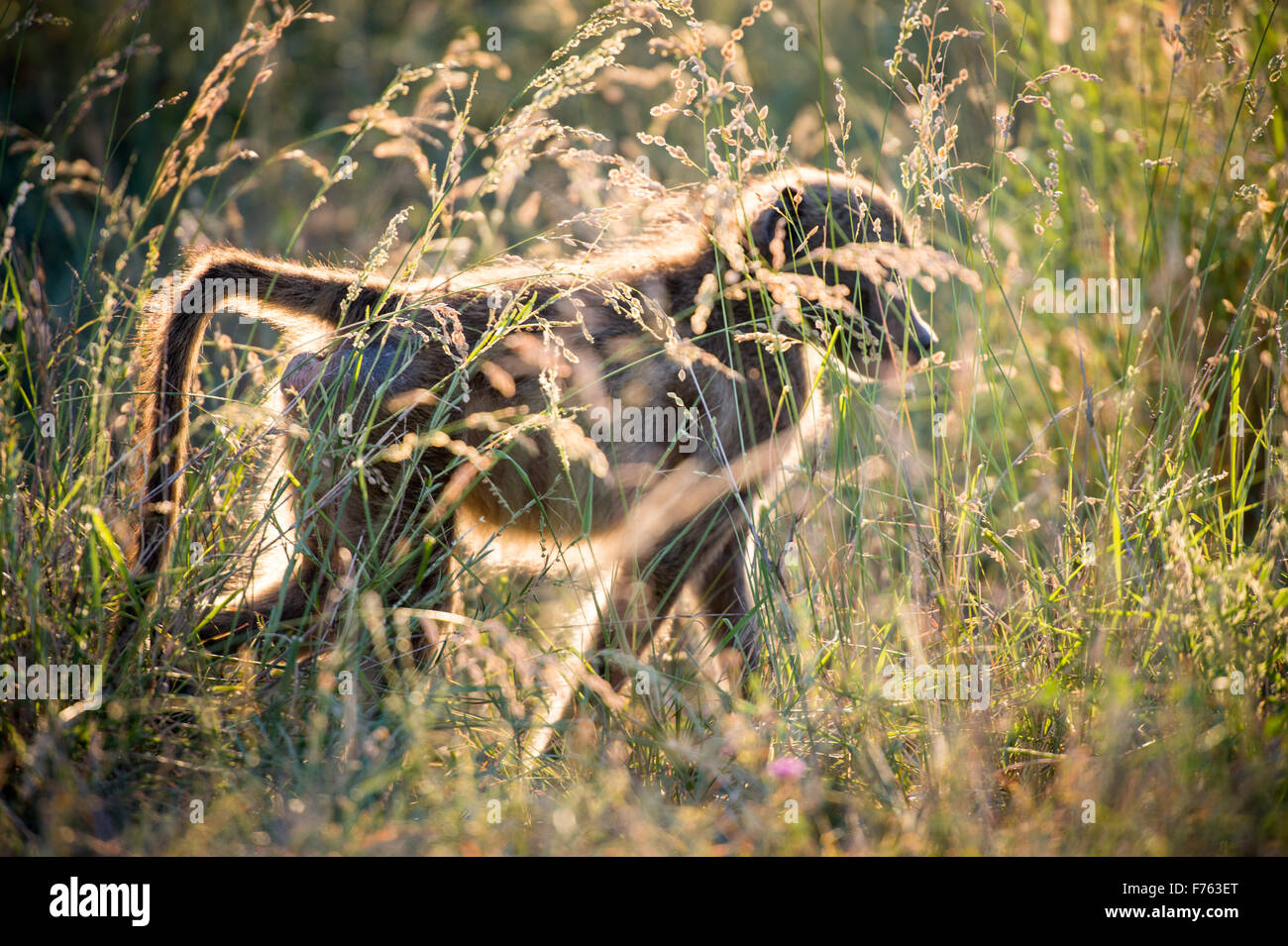 Afrique du Sud - Parc National Kruger babouin Chacma (Papio ursinus) Banque D'Images