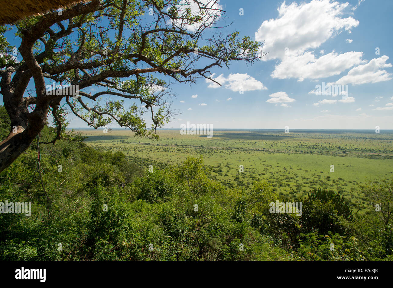 L'AFRIQUE DU SUD- paysage du Parc National Kruger Banque D'Images