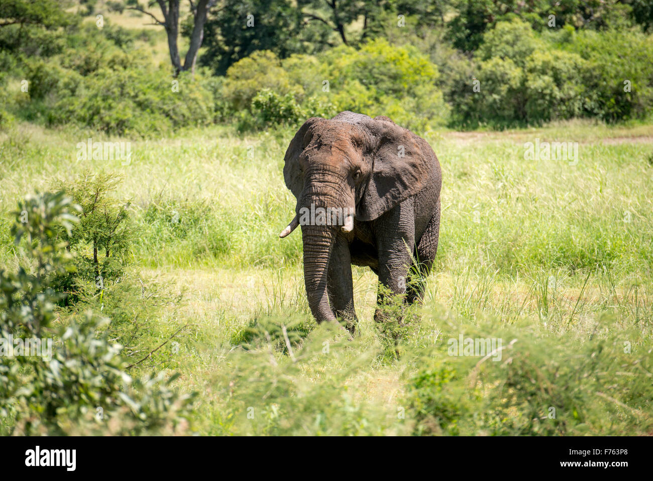 Afrique du Sud - Parc National Kruger African Elephant (Loxodonta) Banque D'Images