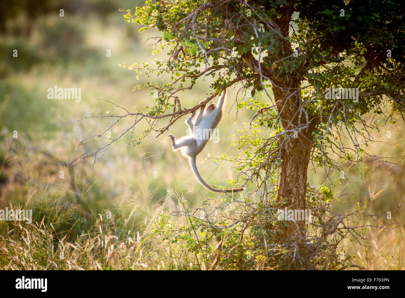 Afrique du Sud - Parc National Kruger et un singe (Chlorocebus pygerythrus) Banque D'Images
