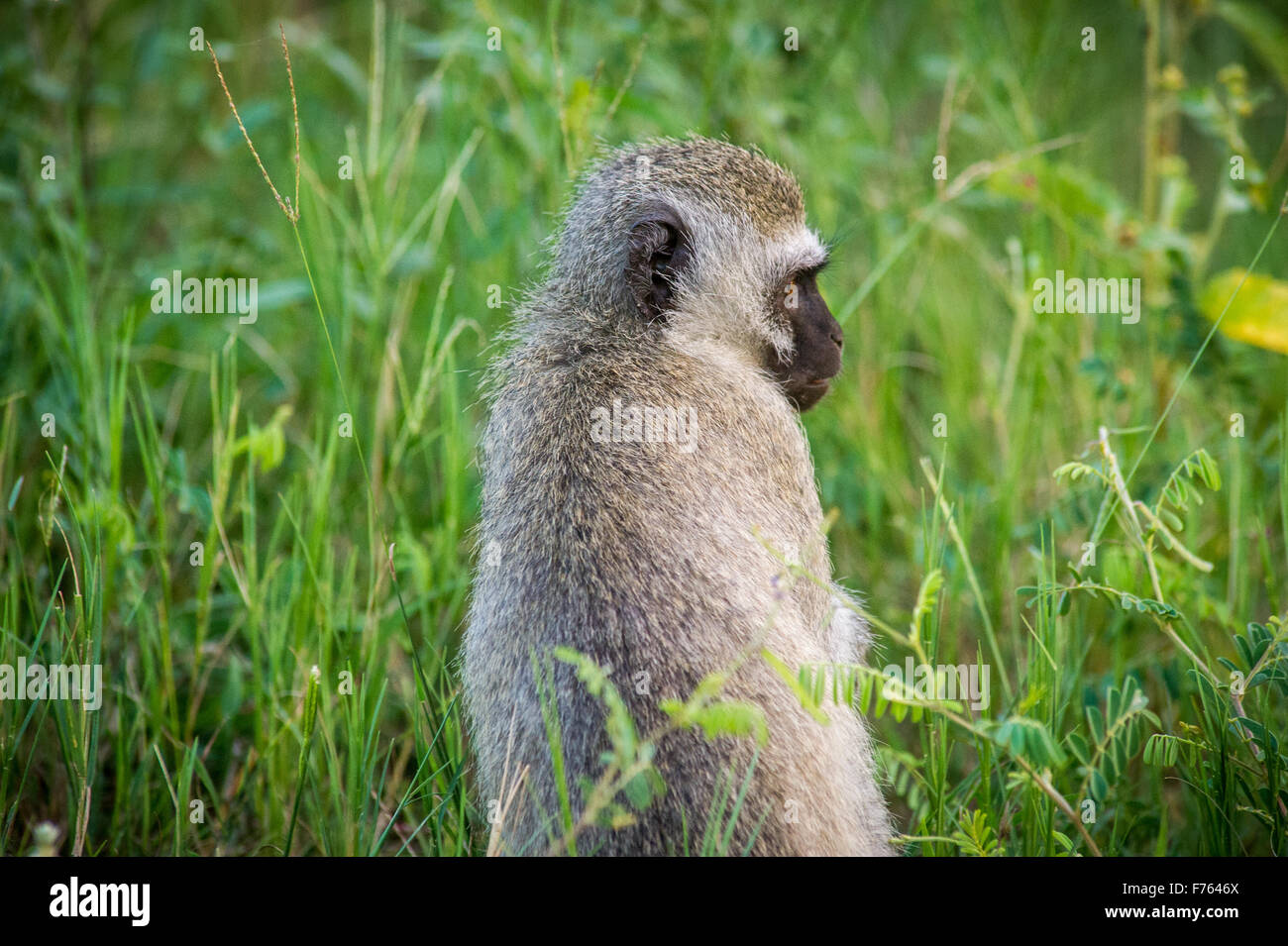 Afrique du Sud - Parc National Kruger et un singe (Chlorocebus pygerythrus) Banque D'Images