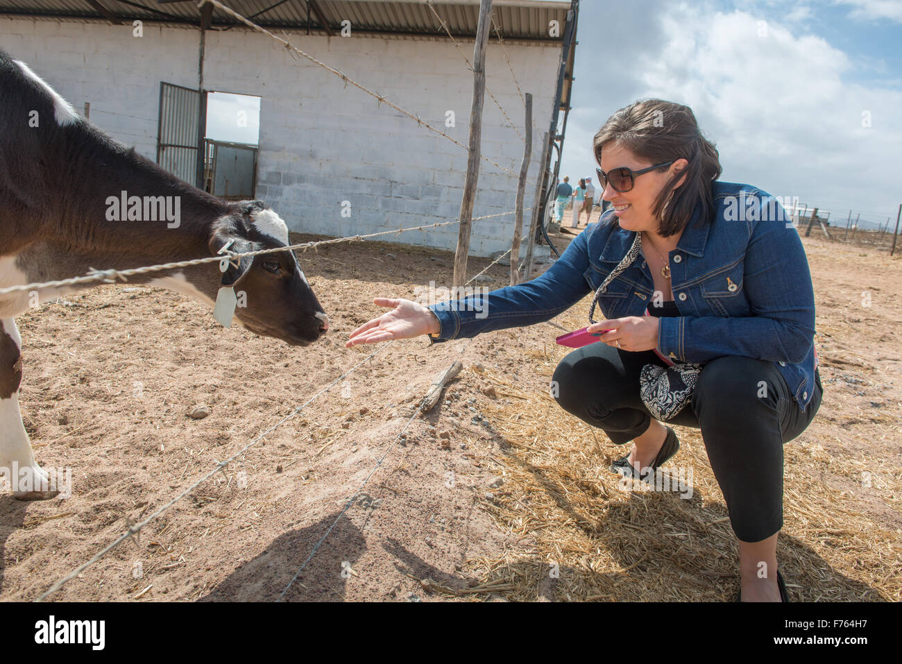 L'AFRIQUE DU SUD- vaches sur ferme laitière Banque D'Images