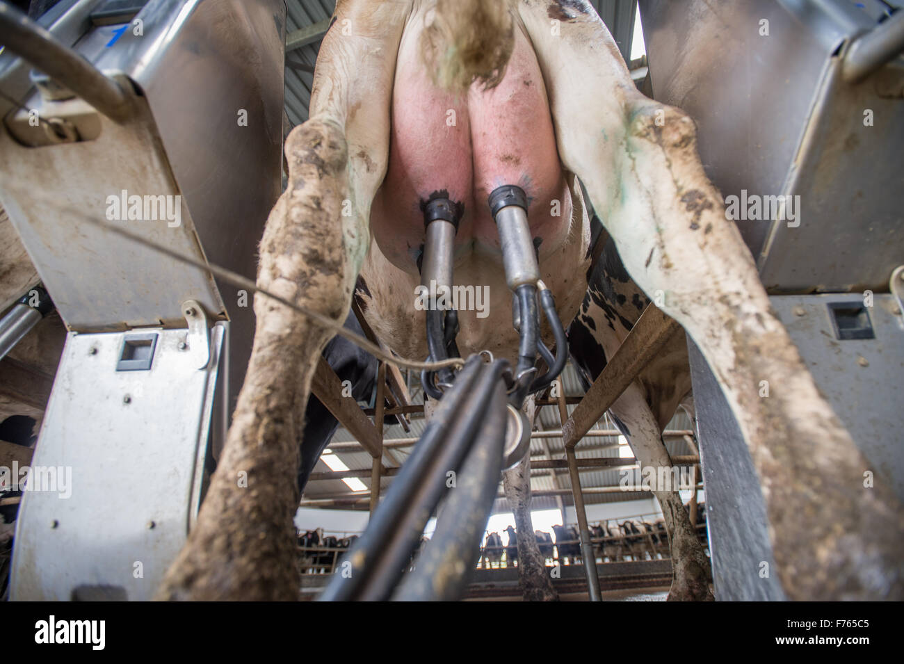 L'AFRIQUE DU SUD- être traite des vaches sur ferme laitière. Banque D'Images