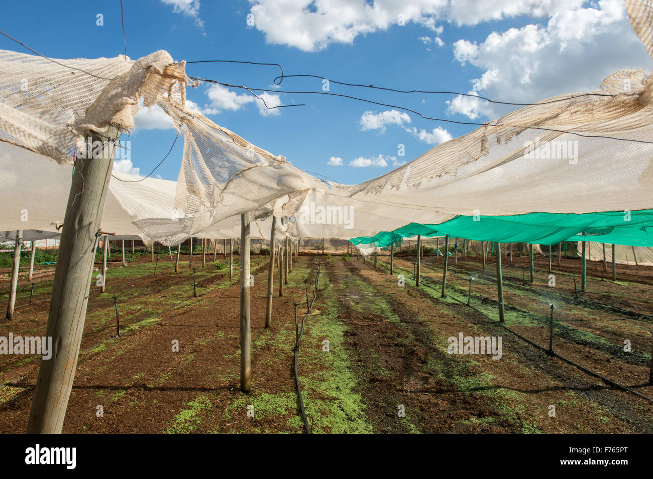 JOHANNESBURG, AFRIQUE DU SUD- tissu déchiré la protection de récolte sur ferme, Banque D'Images