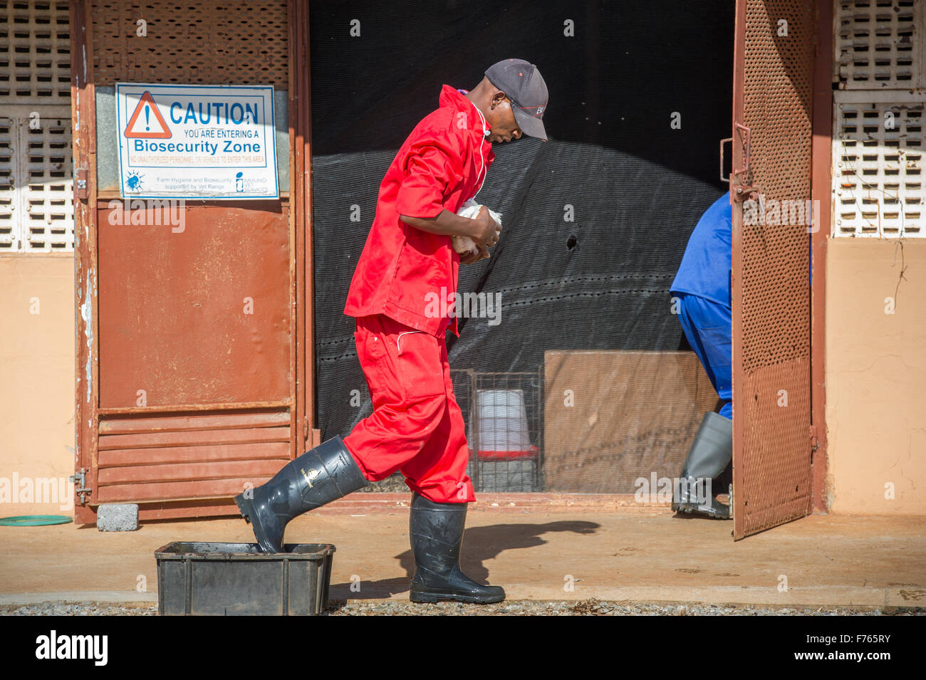 JOHANNESBURG, AFRIQUE DU SUD- africain marcher dans un bain désinfectant après avoir été au poulailler. Banque D'Images