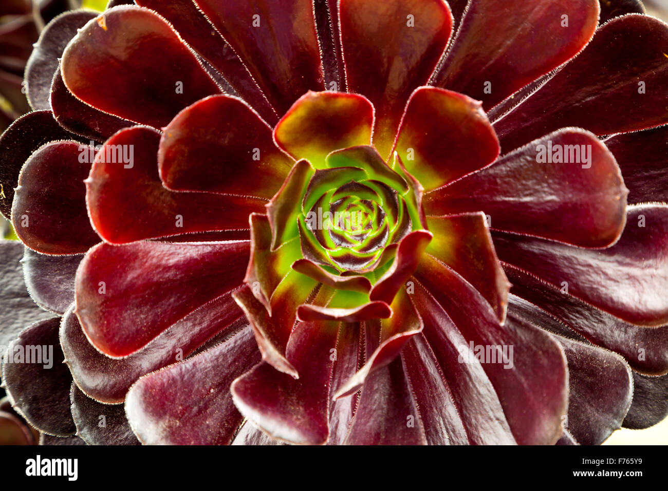 Vue rapprochée de pétales sur une fleur pourpre dans un jardin à la fin de l'été Banque D'Images