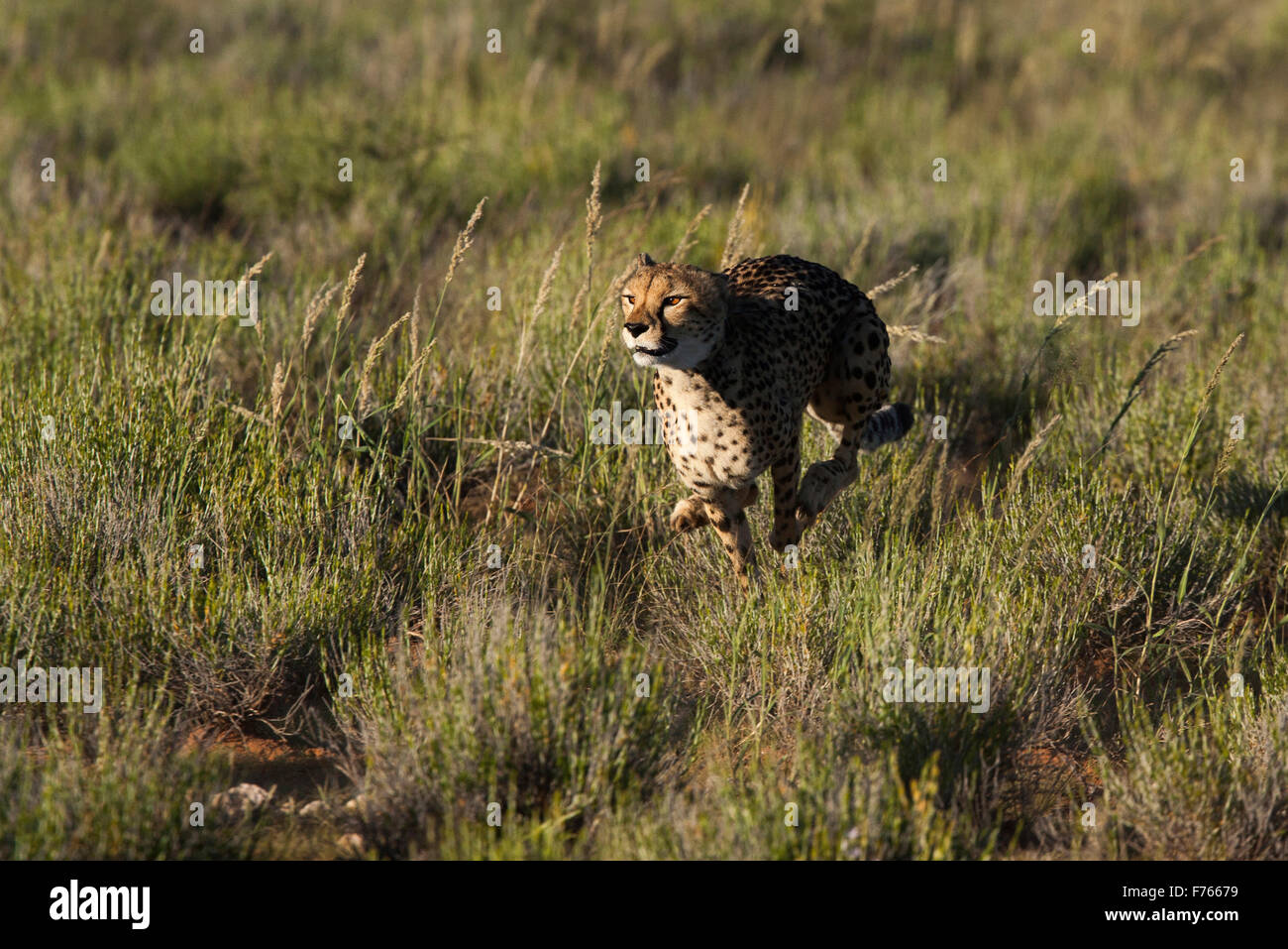 Le guépard courir après quelque chose dans le parc transfrontalier de Kgalagadi Banque D'Images