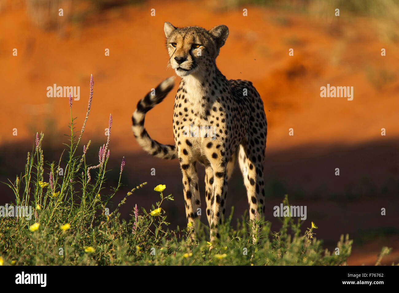 Niveau de l'oeil d'un guépard regarder quelque chose dans le parc transfrontalier de Kgalagadi de fleurs sauvages en premier plan Banque D'Images