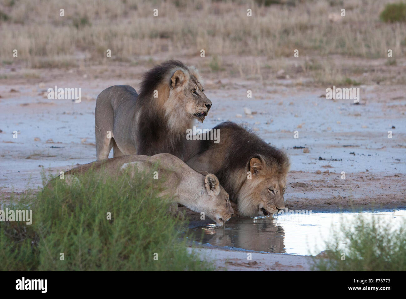 Deux lions mâles et d'une lionne l'eau potable à partir d'un panoramique dans le parc transfrontalier de Kgalagadi Banque D'Images
