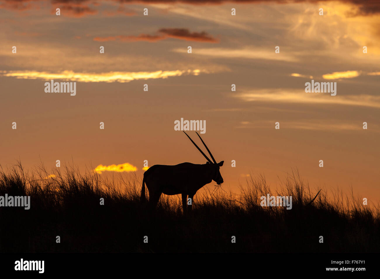 La silhouette de Gemsbok au coucher du soleil dans le parc transfrontalier de Kgalagadi Banque D'Images