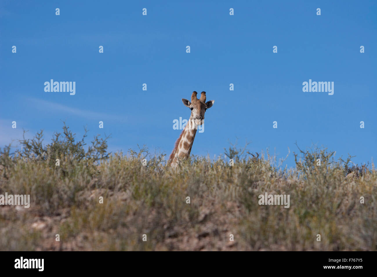 Le sommet d'une girafe de la nuque et de la tête dans le parc transfrontalier de Kgalagadi Banque D'Images